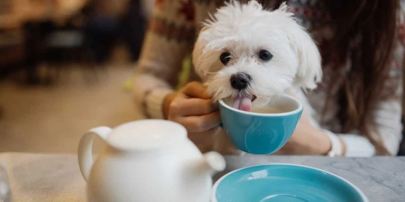 The Best Dog-Friendly Restaurants in Sydney You Can Bring Your Pet To