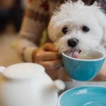 The Best Dog-Friendly Restaurants in Sydney You Can Bring Your Pet To