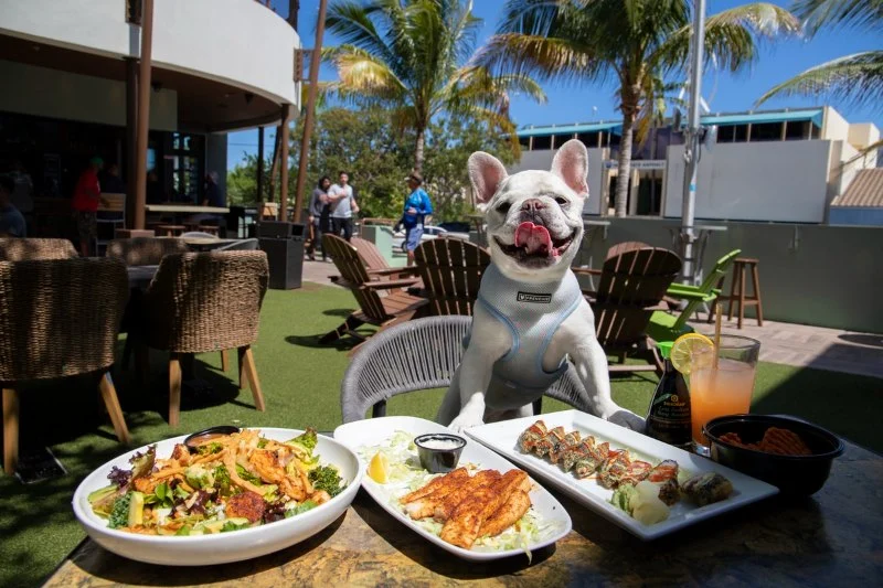 The Best Dining Spots in Australia for Pet-Friendly Meals With Outdoor Seating