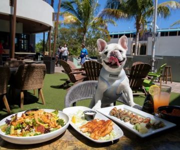 The Best Dining Spots in Australia for Pet-Friendly Meals With Outdoor Seating