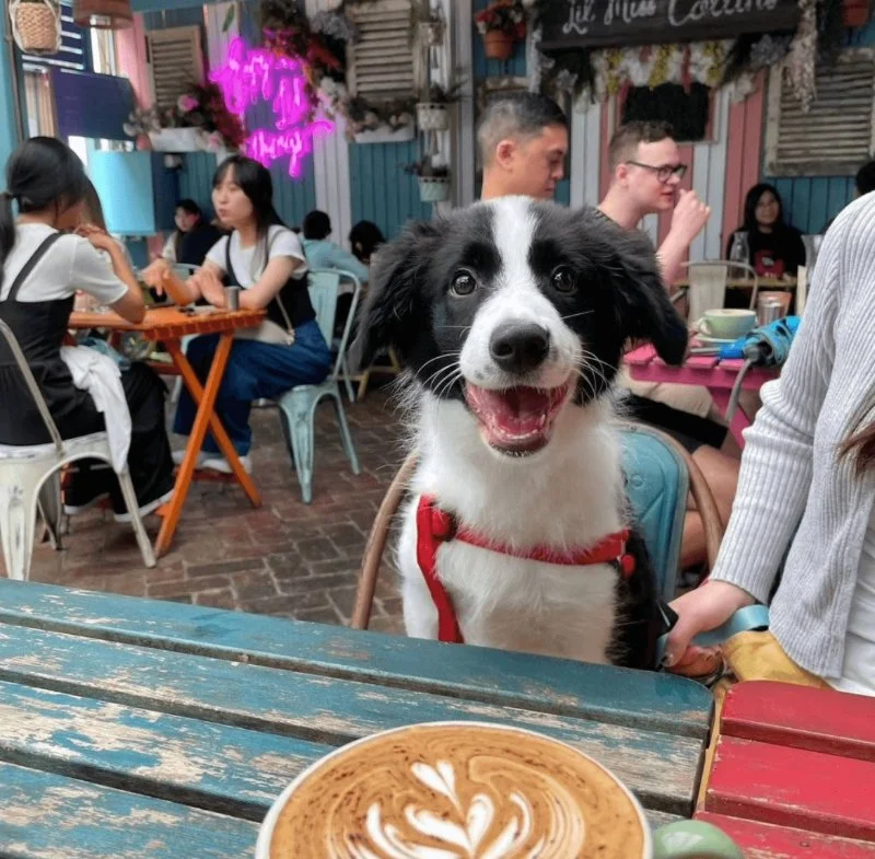 Top Dog-Friendly Cafes in Sydney Where You Can Bring Your Pet | Pet-Friendly Dining Guide