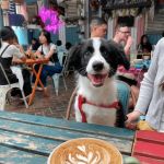 Top Dog-Friendly Cafes in Sydney Where You Can Bring Your Pet | Pet-Friendly Dining Guide
