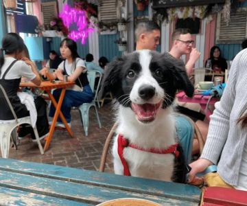 Top Dog-Friendly Cafes in Sydney Where You Can Bring Your Pet | Pet-Friendly Dining Guide