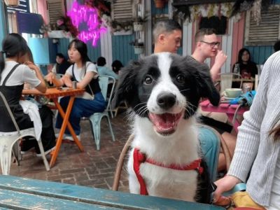 Top Dog-Friendly Cafes in Sydney Where You Can Bring Your Pet | Pet-Friendly Dining Guide