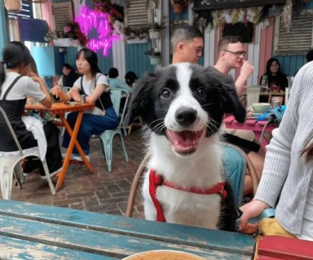 Top Dog-Friendly Cafes in Sydney Where You Can Bring Your Pet | Pet-Friendly Dining Guide